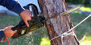 Reliable Saddle River, NJ Tree Removal Solutions